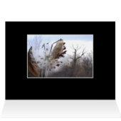 Blooming Milkweed Pod Card (Inside Horizontal (Top))