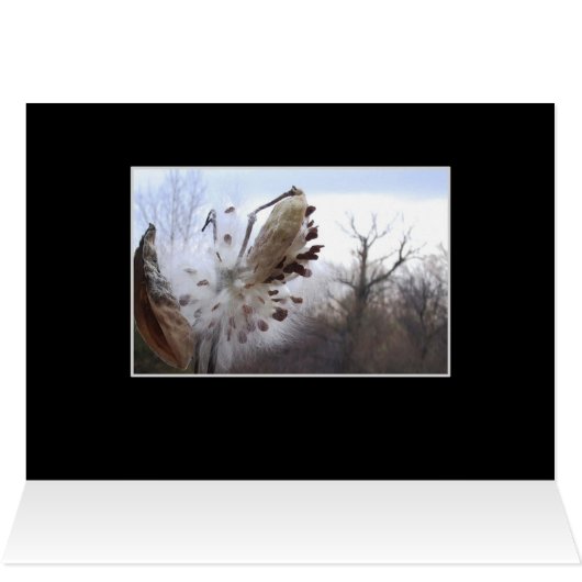 Blooming Milkweed Pod Card (Inside Horizontal (Top))