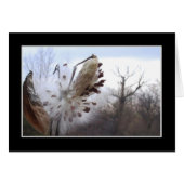 Blooming Milkweed Pod Card (Front Horizontal)