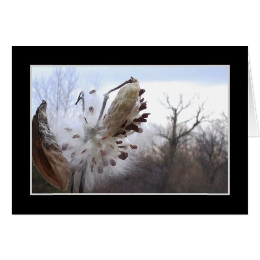 Blooming Milkweed Pod Card (Front Horizontal)