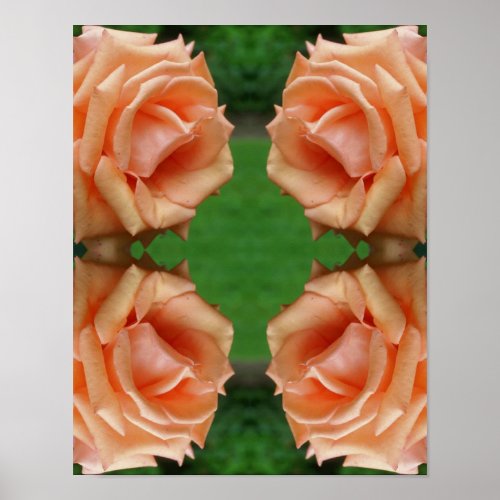 Blooming Peach Rose Abstract  Poster