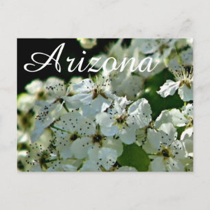 Blooming Pear tree,  Arizona postcard