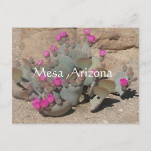 Blooming pink cactus flowers in Mesa, Arizona Postcard