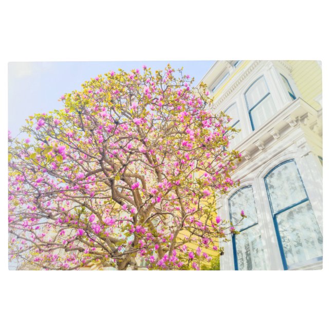 Blooming Pink Magnolia Tree by Victorian House Metal Print (Front)
