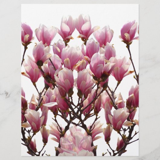 Blooming Pink Magnolias Spring Flower (Front)