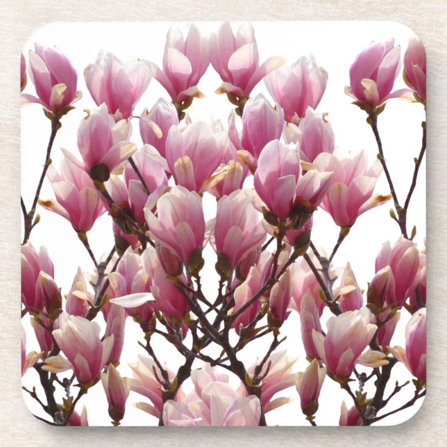 Blooming Pink Magnolias Spring Flower Beverage Coaster (Front)