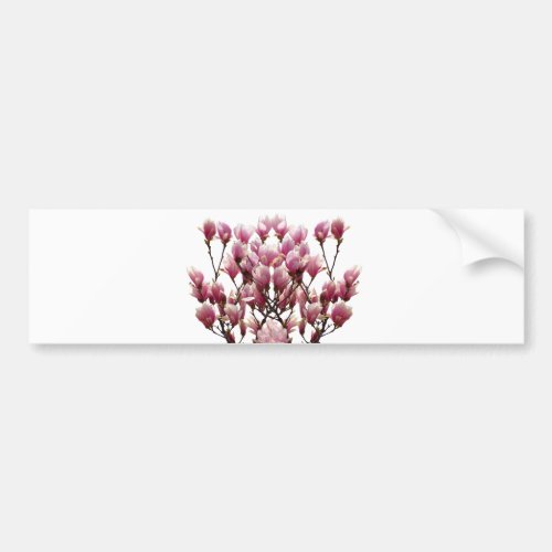 Blooming Pink Magnolias Spring Flower Bumper Sticker