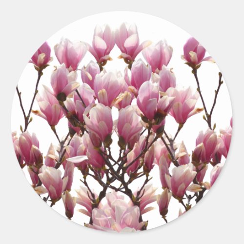 Blooming Pink Magnolias Spring Flower Classic Round Sticker