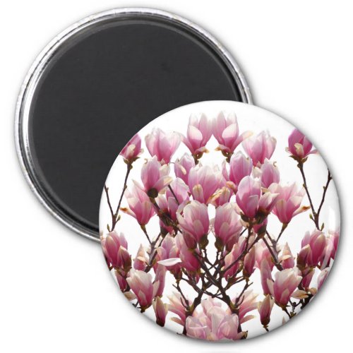 Blooming Pink Magnolias Spring Flower Magnet
