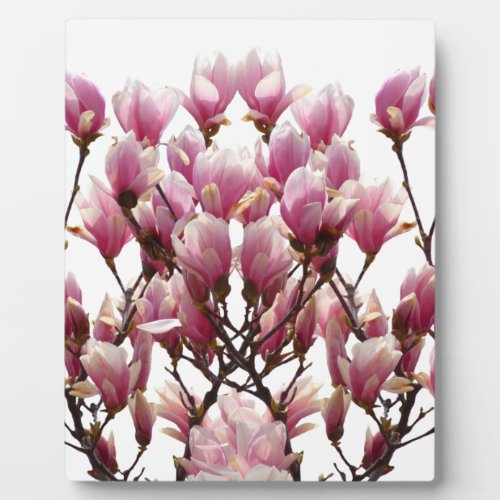 Blooming Pink Magnolias Spring Flower Plaque