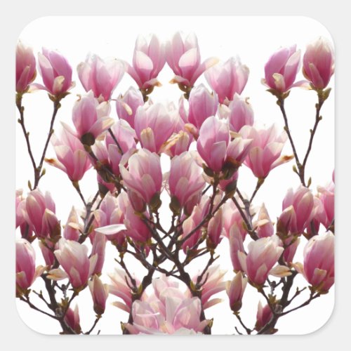 Blooming Pink Magnolias Spring Flower Square Sticker