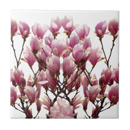 Blooming Pink Magnolias Spring Flower Tile