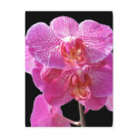 Blooming Pink Orchids Postcard
