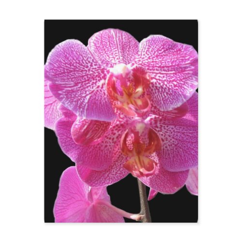 Blooming Pink Orchids Postcard