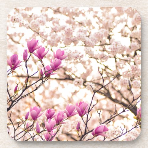 Blooming Pink Purple Magnolias Spring Flower Beverage Coaster