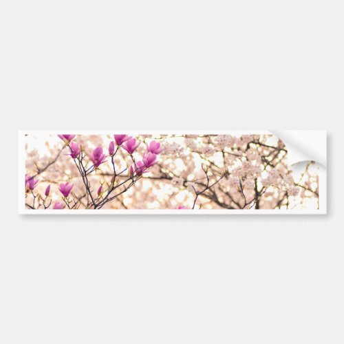 Blooming Pink Purple Magnolias Spring Flower Bumper Sticker