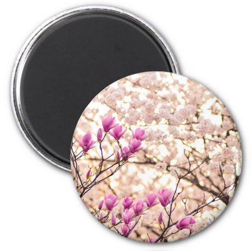 Blooming Pink Purple Magnolias Spring Flower Magnet