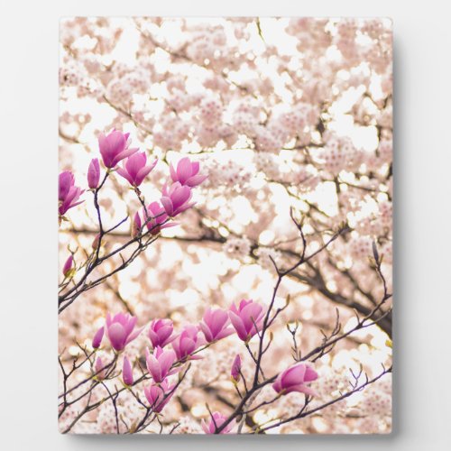 Blooming Pink Purple Magnolias Spring Flower Plaque