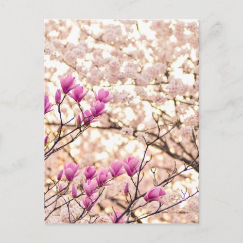 Blooming Pink Purple Magnolias Spring Flower Postcard