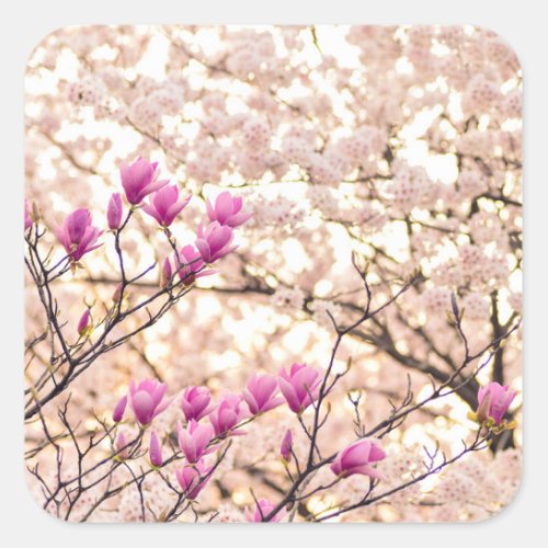 Blooming Pink Purple Magnolias Spring Flower Square Sticker