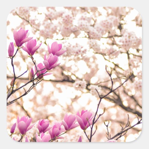 Blooming Pink Purple Magnolias Spring Flower Square Sticker