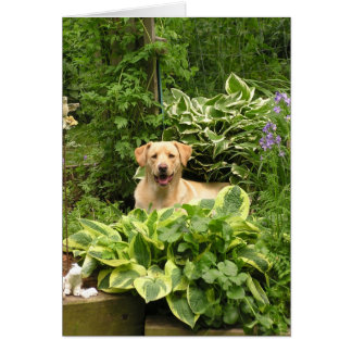 Blooming Puppies Cards