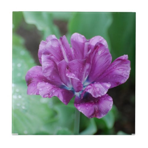 Blooming Purple Parrot Tulip Ceramic Tile