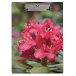 Blooming Red Rhododendron Blossoms Flowering Clipboard