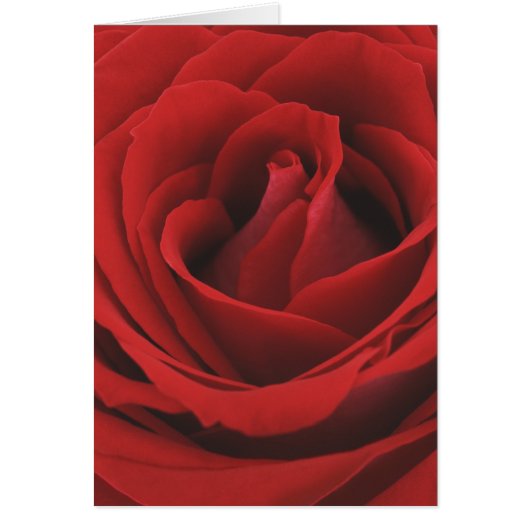 Blooming Red Rose Cards (Front)