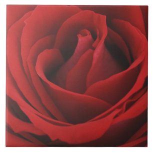 Blooming Red Rose Ceramic Tile