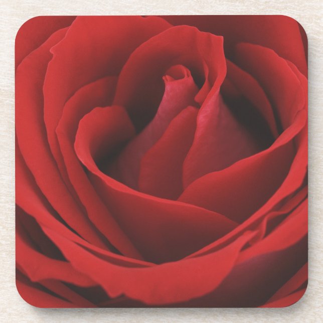 Blooming Red Rose Drink Coaster (Front)