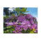 Blooming Rhododendron Happy Birthday