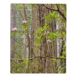 Blooming Rhododendrons Redwoods State Park,CA Jigsaw Puzzle