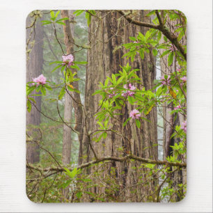 Blooming Rhododendrons   Redwoods State Park,CA Mouse Pad