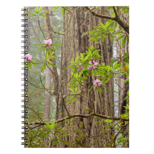 Blooming Rhododendrons | Redwoods State Park,CA Notebook (Front)