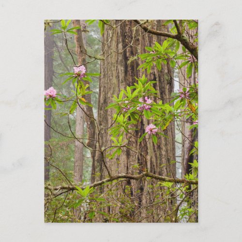 Blooming Rhododendrons  Redwoods State ParkCA Postcard