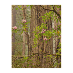 Blooming Rhododendrons Redwoods State Park,CA Wood Wall Art