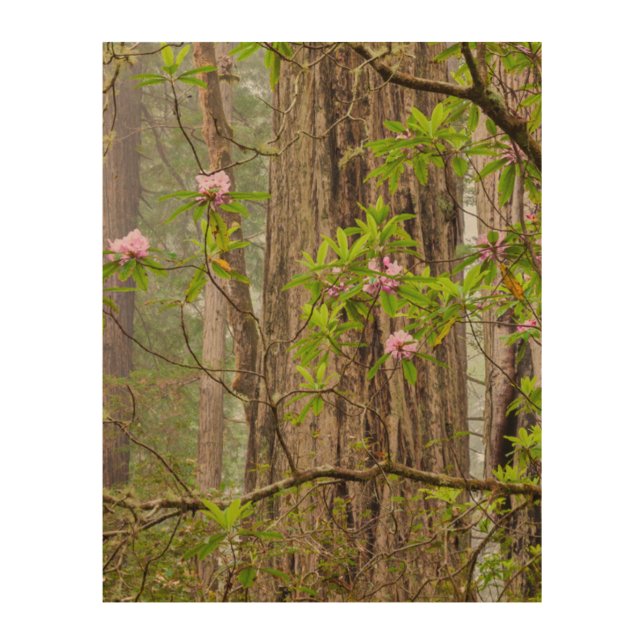 Blooming Rhododendrons | Redwoods State Park,CA Wood Wall Art (Front)
