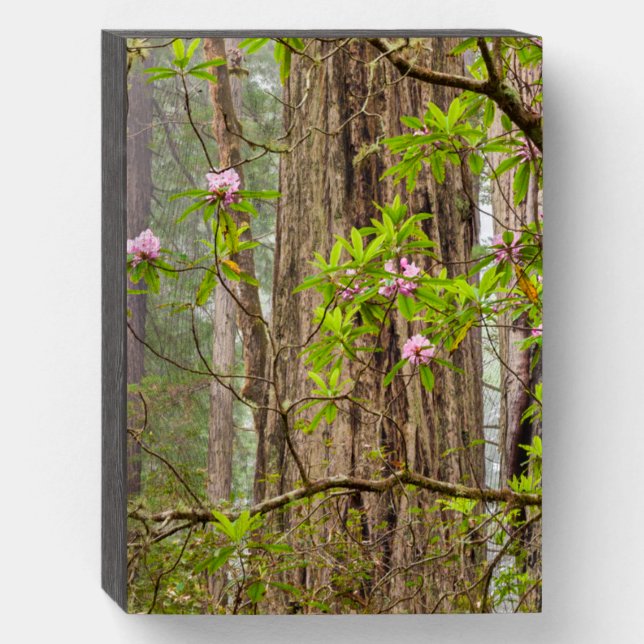 Blooming Rhododendrons | Redwoods State Park,CA Wooden Box Sign (Front Vertical)