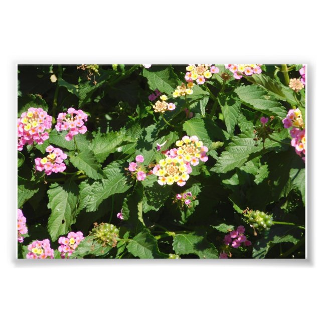 Blooming Romance Photo Print (Front)