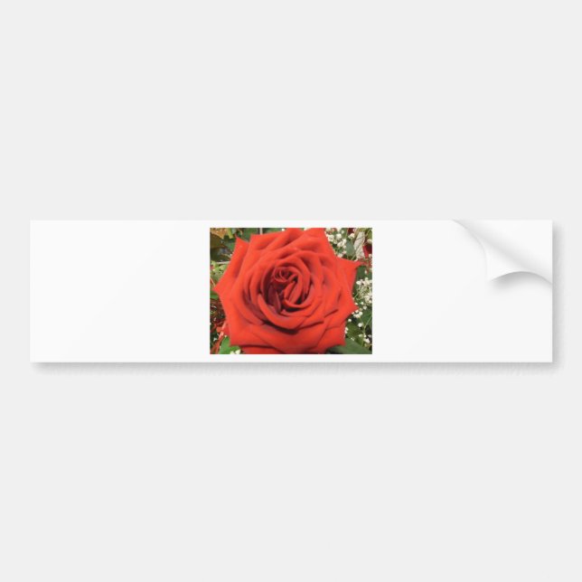 Blooming Rose Bumper Sticker (Front)
