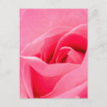 Blooming Rose Postcard