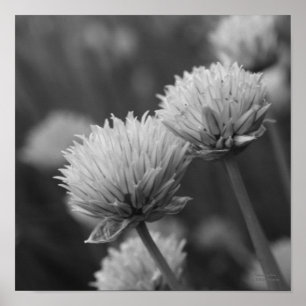 Blooming Scallions Allium Floral Black And White  Poster