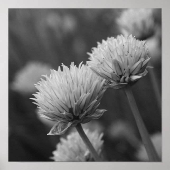 Blooming Scallions Allium Flowers Black And White  Poster (Front)