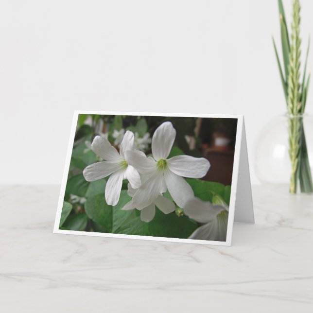 Blooming Shamrock Greeting Card, Blank Inside Card (Front)