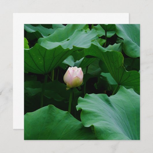 Blooming Soon (Front/Back)