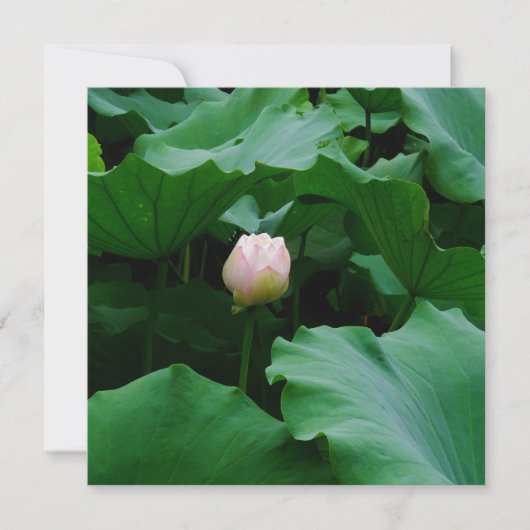 Blooming Soon (Front)