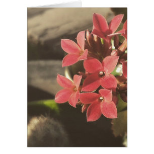 Blooming Succulents in my Garden Cards