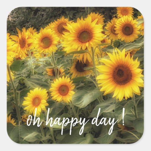 Blooming Sunflowers Garden Photo Square Sticker