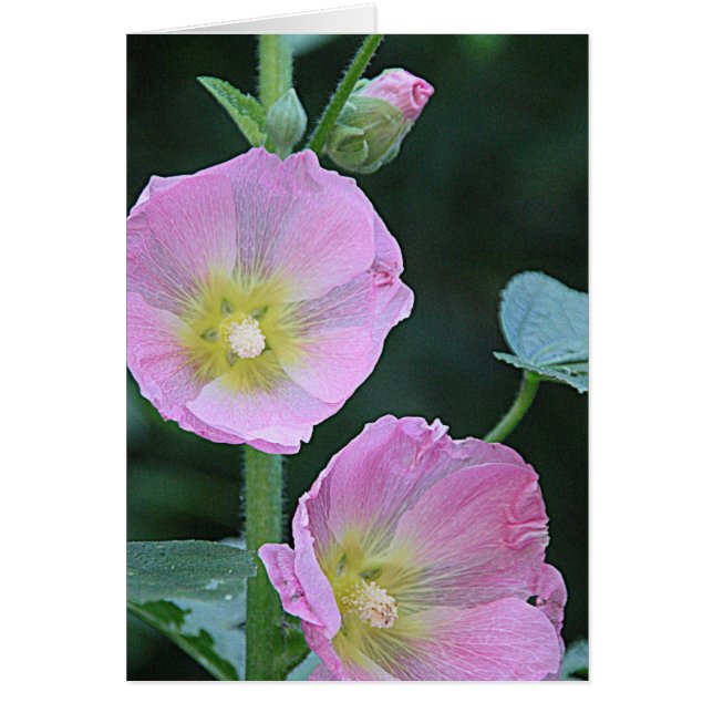Blooming Together l Pink Hollyhock Flowers (Front)